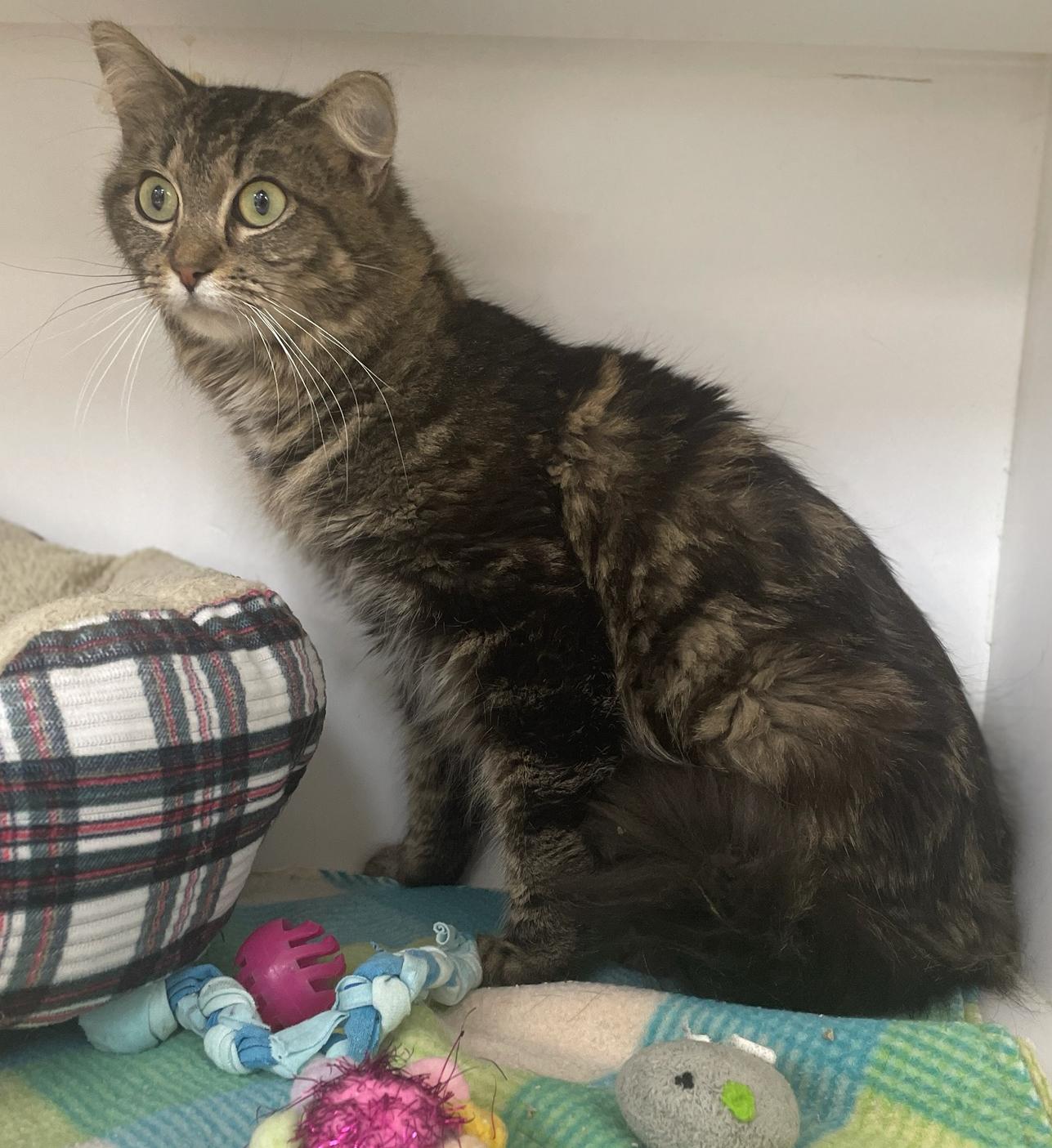 Enlarge Patty, a Adoptable Domestic Short Hair in Neillsville, WI image 4/6