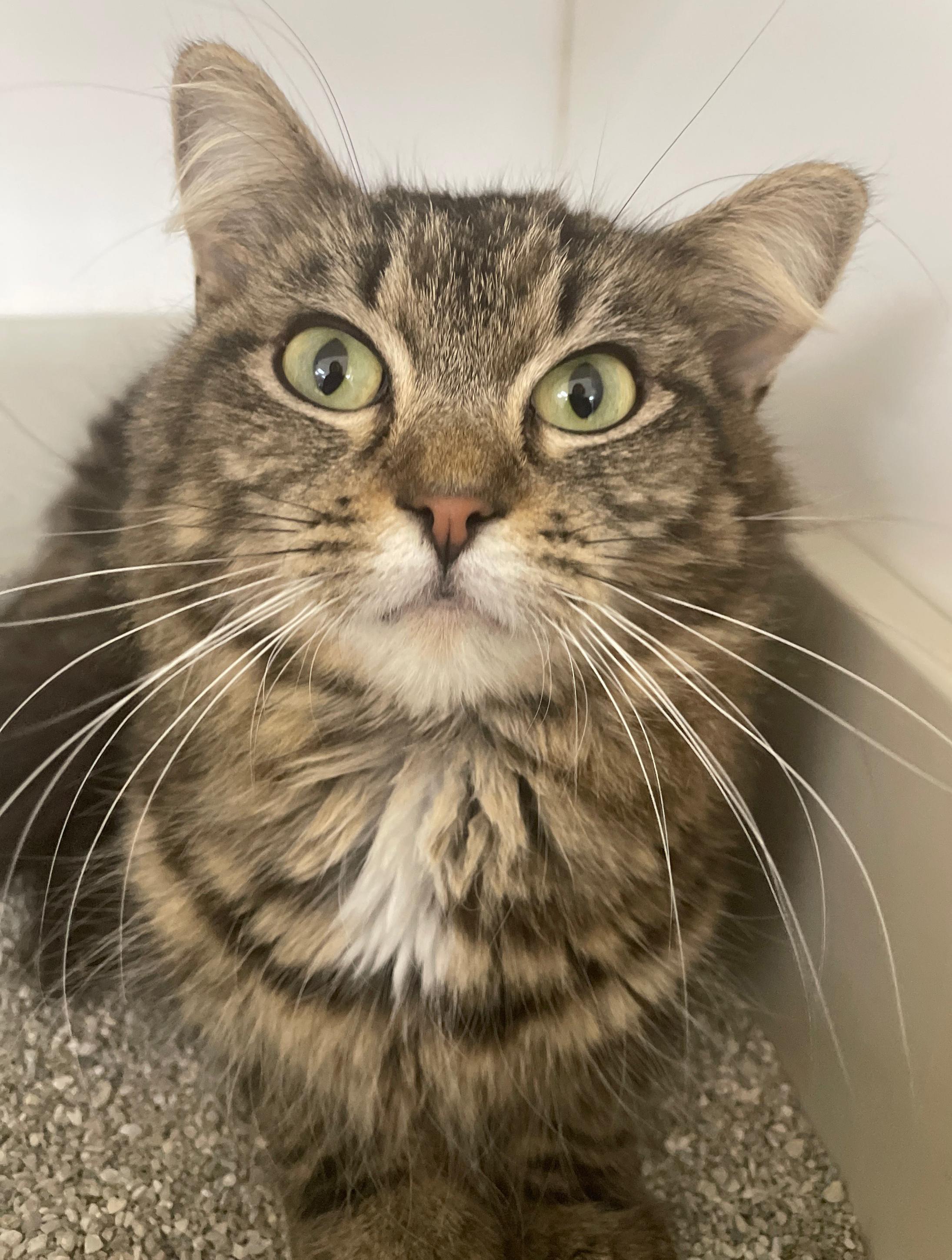 Patty, Adoptable, Young Female Domestic Short Hair.