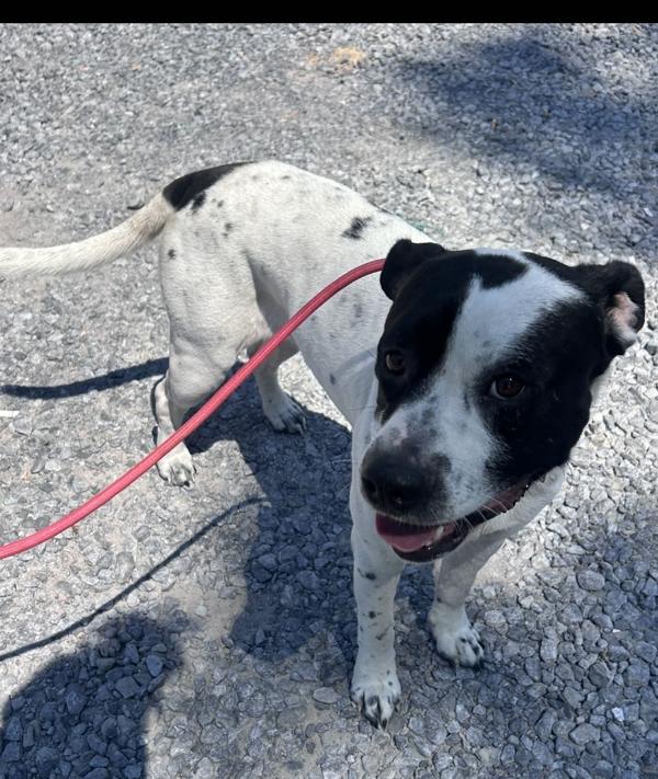 Hoss, Adoptable, Adult Male Pit Bull Terrier.