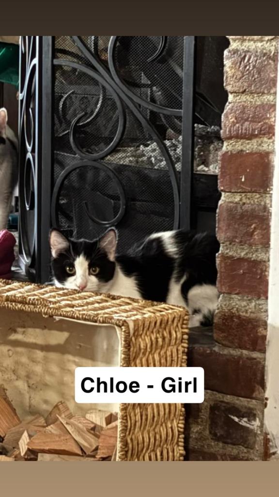 Enlarge Chloe, a Adoptable mixed breed in Newman, CA image 1/1