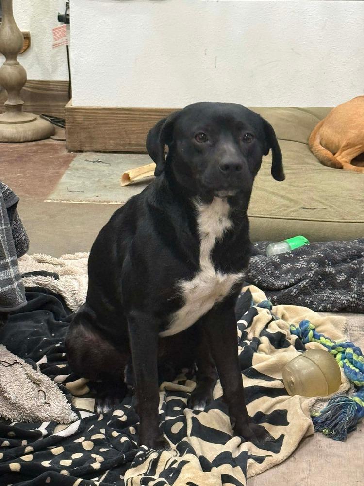 Mr Wiggles, Adoptable, Adult Male Labrador Retriever.