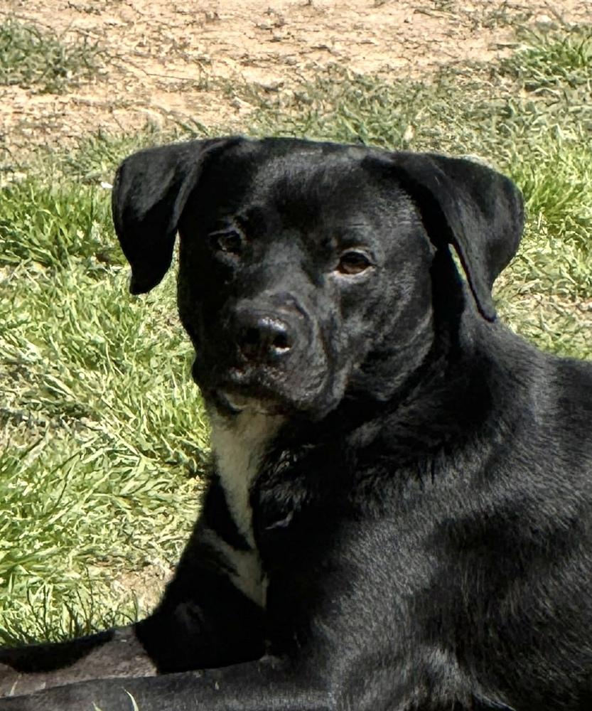 Enlarge Mr Wiggles, a Adoptable mixed breed in Syracuse, NY image 1/6