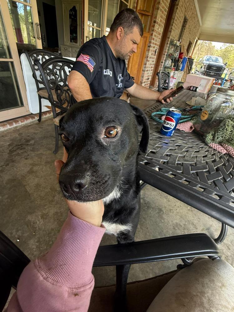 Enlarge Mr Wiggles, a Adoptable mixed breed in Syracuse, NY image 2/6