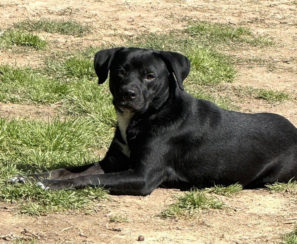 Enlarge Mr Wiggles, a Adoptable mixed breed in Syracuse, NY image 3/6