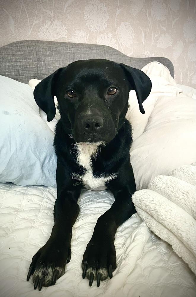 Enlarge Mr Wiggles, a Adoptable mixed breed in Syracuse, NY image 4/6