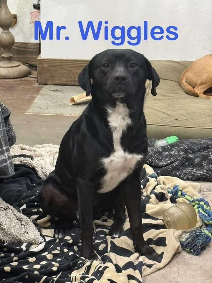 Enlarge Mr Wiggles, a Adoptable mixed breed in Syracuse, NY image 5/6