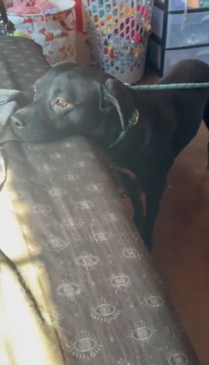 Enlarge Mr Wiggles, a Adoptable mixed breed in Syracuse, NY video 6/6