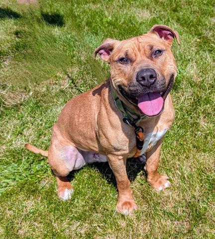 WALDON, Adoptable, Adult Male American Staffordshire Terrier & Mixed Breed.