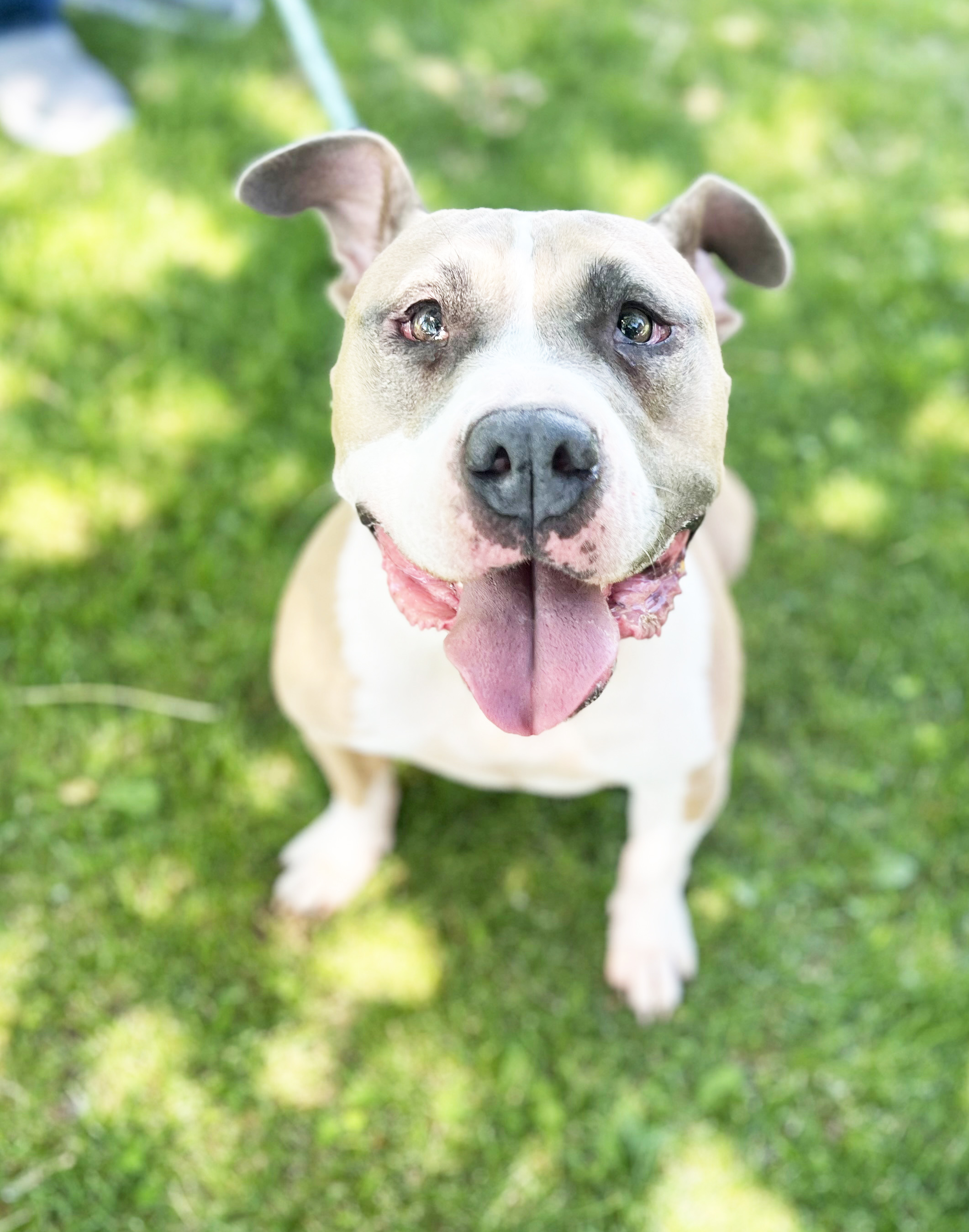 London - couch potato, silly loving goofball