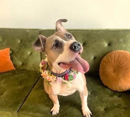 London - couch potato, silly loving goofball 5