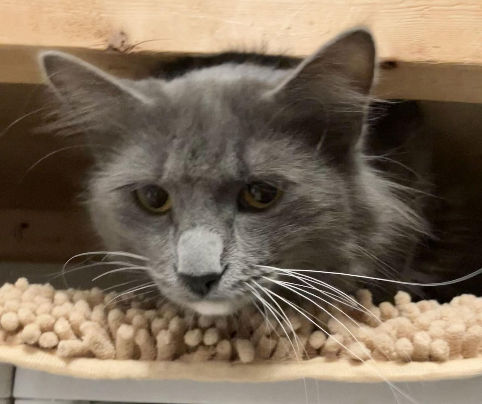 Gus Gus — thumbnail 2