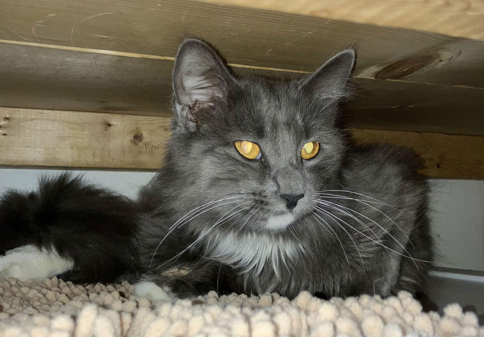 Gus Gus — thumbnail 3