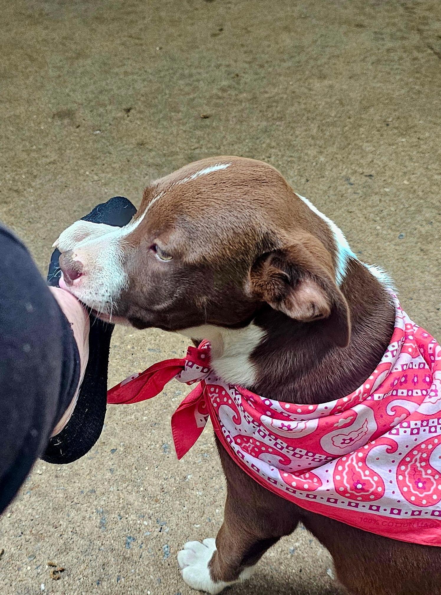 Enlarge Eden , a ADOPTABLE mixed breed in Warren, RI image 2/6