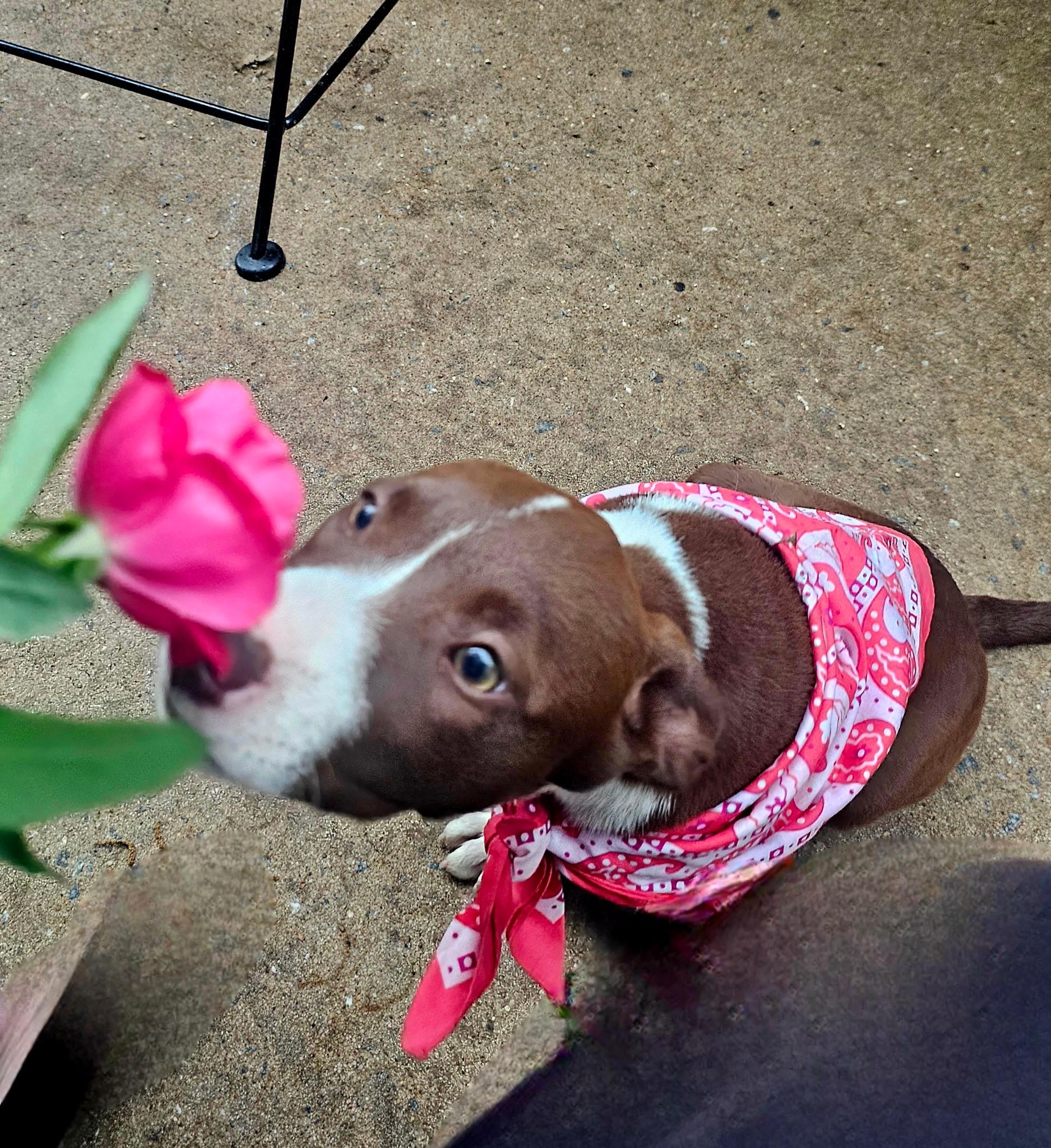 Enlarge Eden , a ADOPTABLE mixed breed in Warren, RI image 3/6
