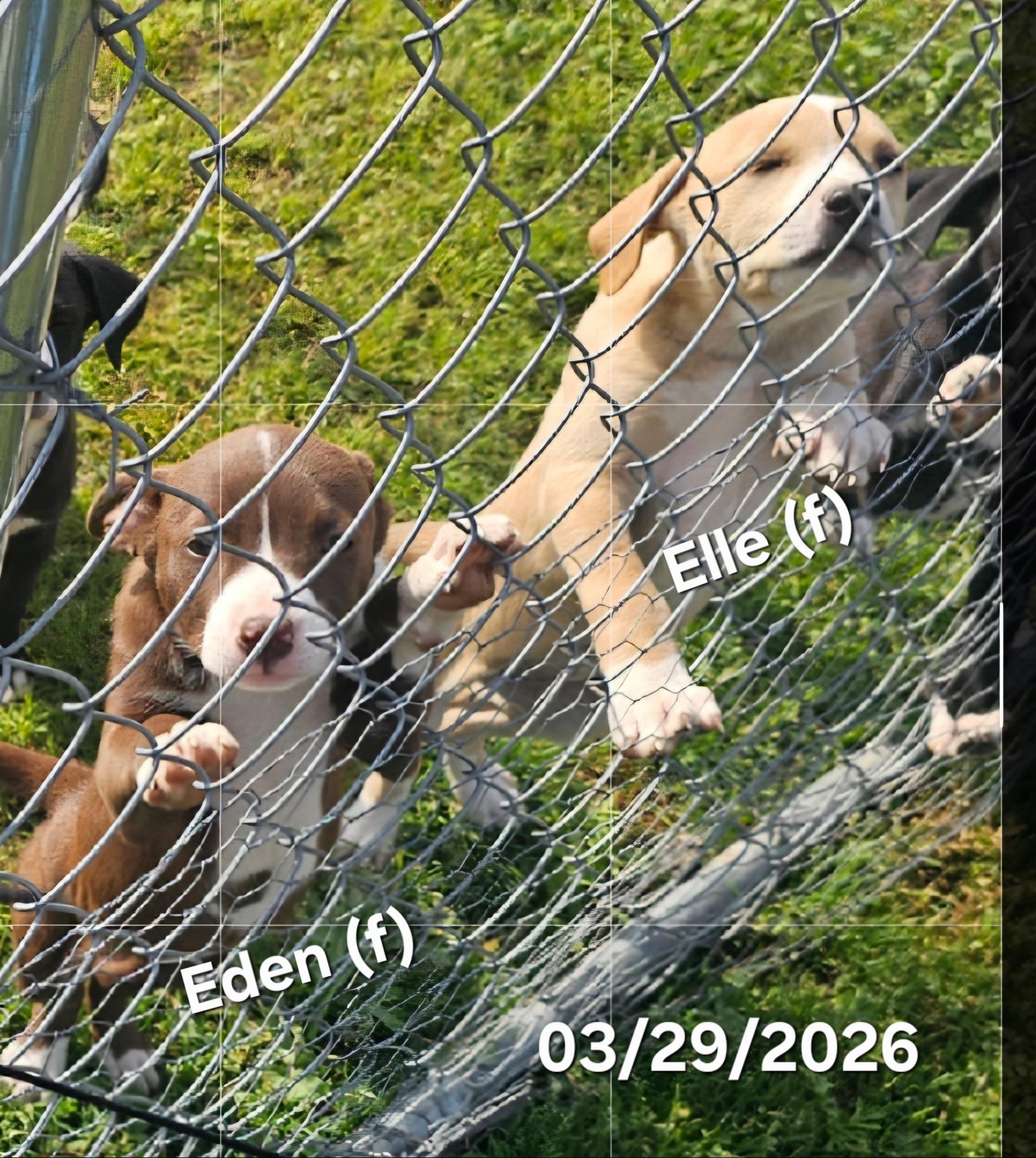 Enlarge Eden , a ADOPTABLE mixed breed in Warren, RI image 3/6