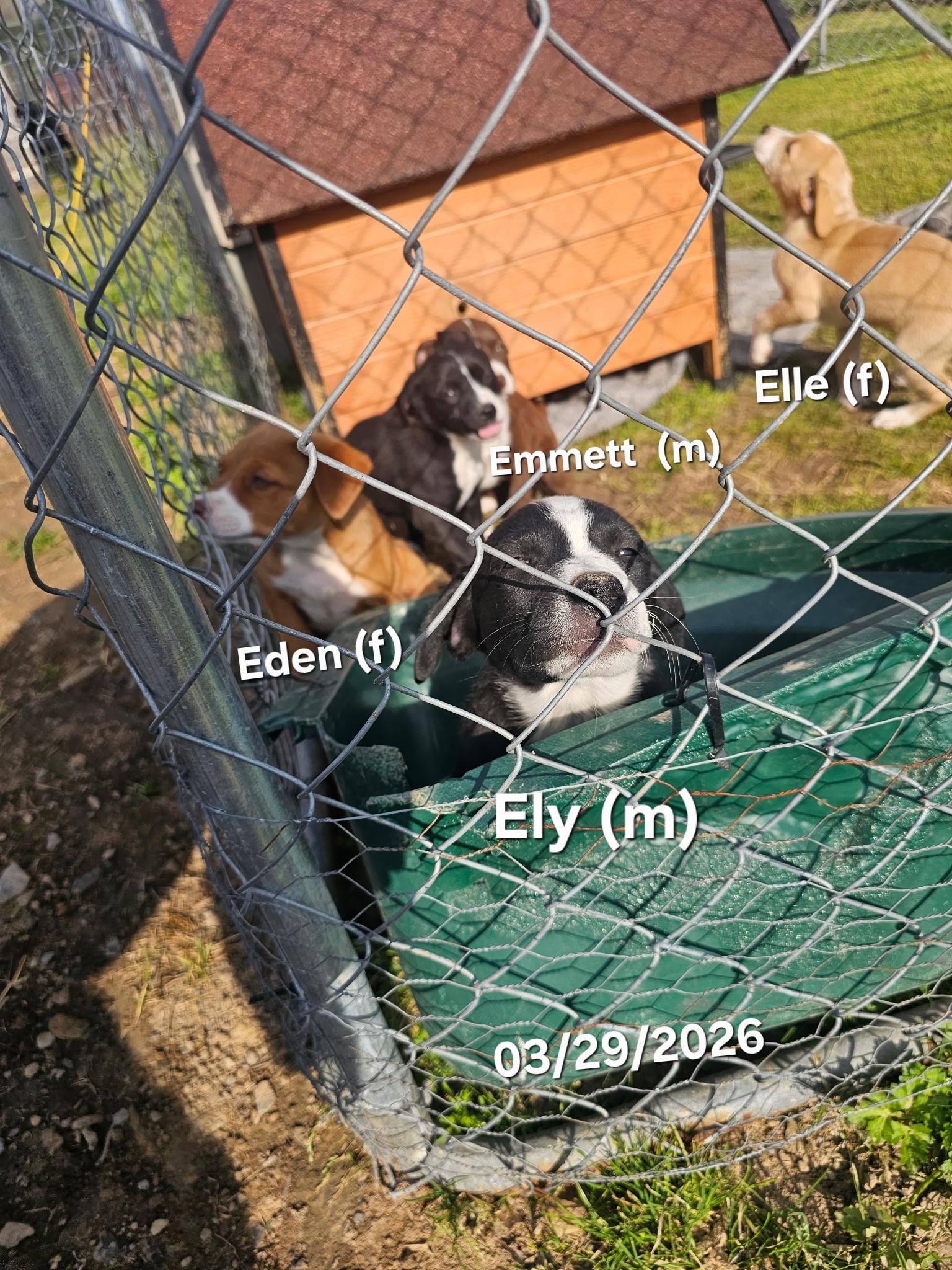 Enlarge Eden , a ADOPTABLE mixed breed in Warren, RI image 4/6