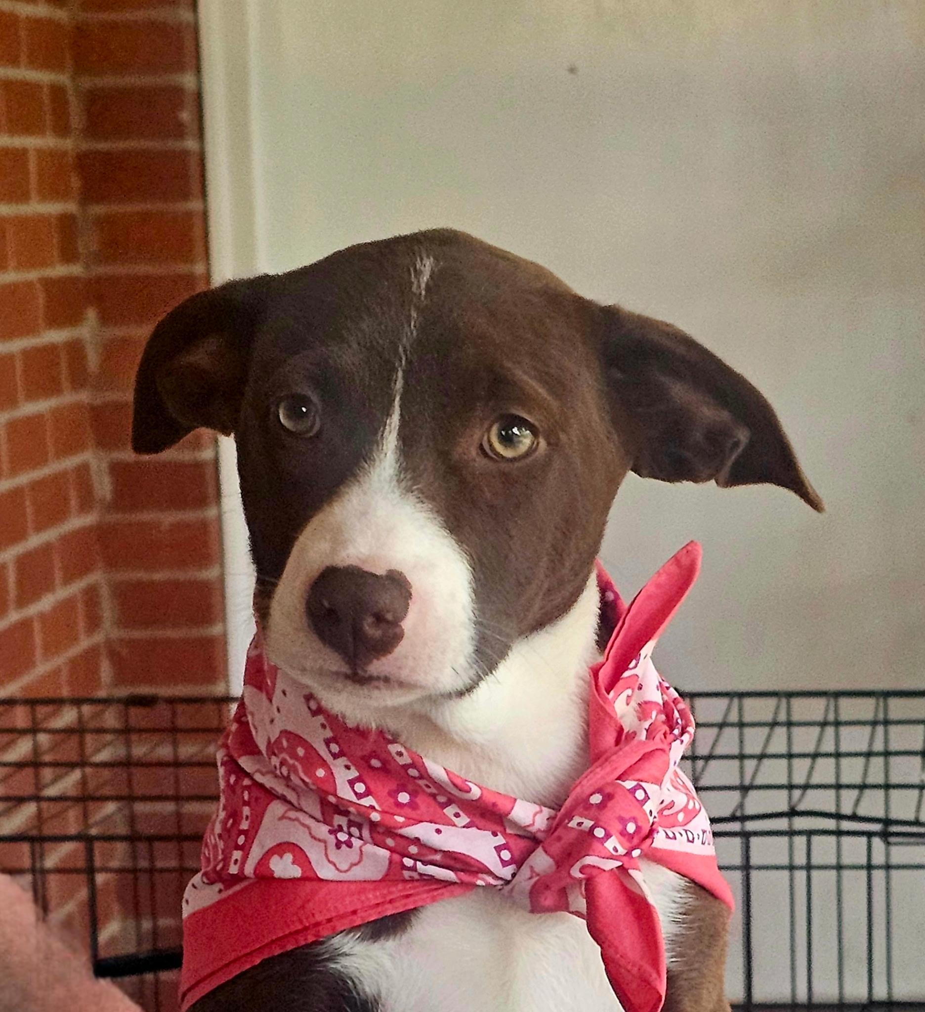 Enlarge Eden , a ADOPTABLE mixed breed in Warren, RI image 6/6