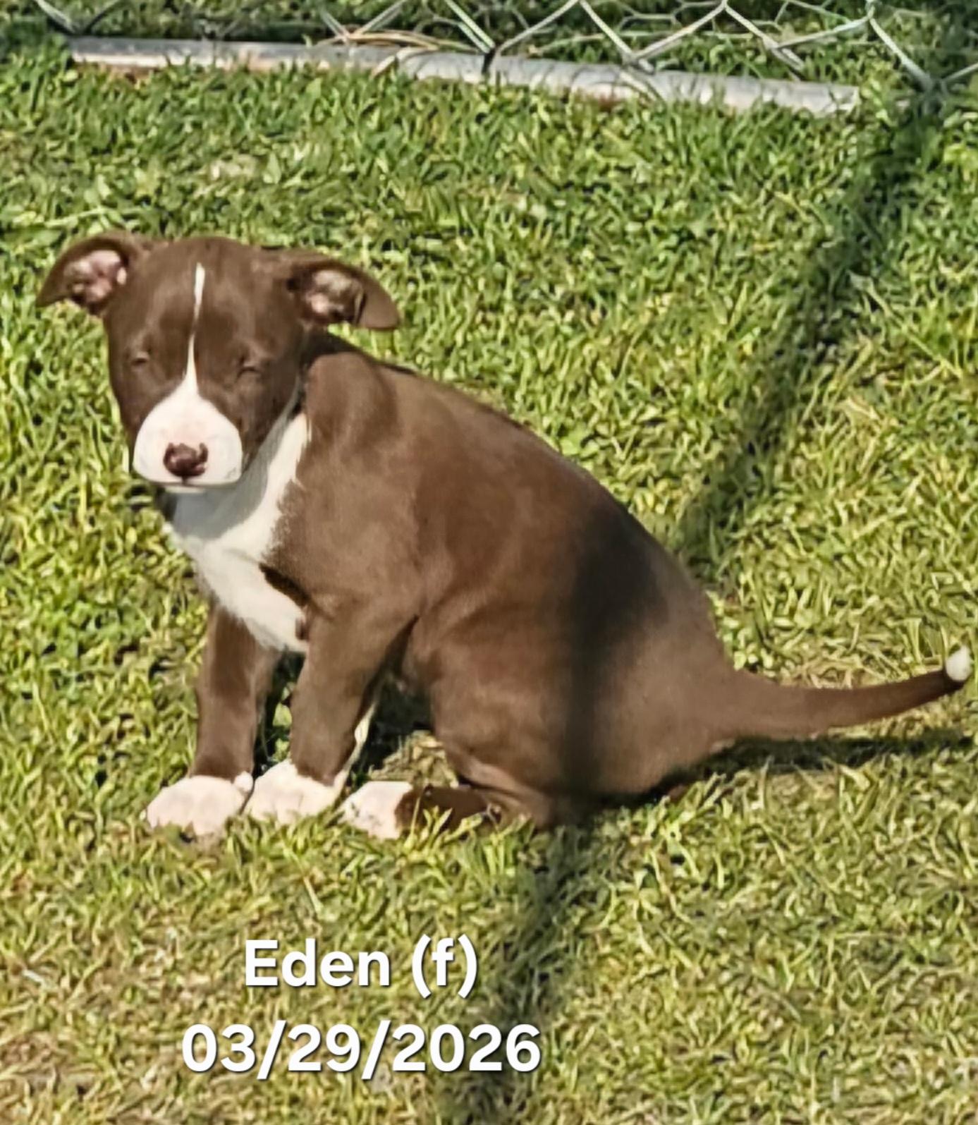 Eden , ADOPTABLE, Puppy Female Border Collie & Labrador Retriever.