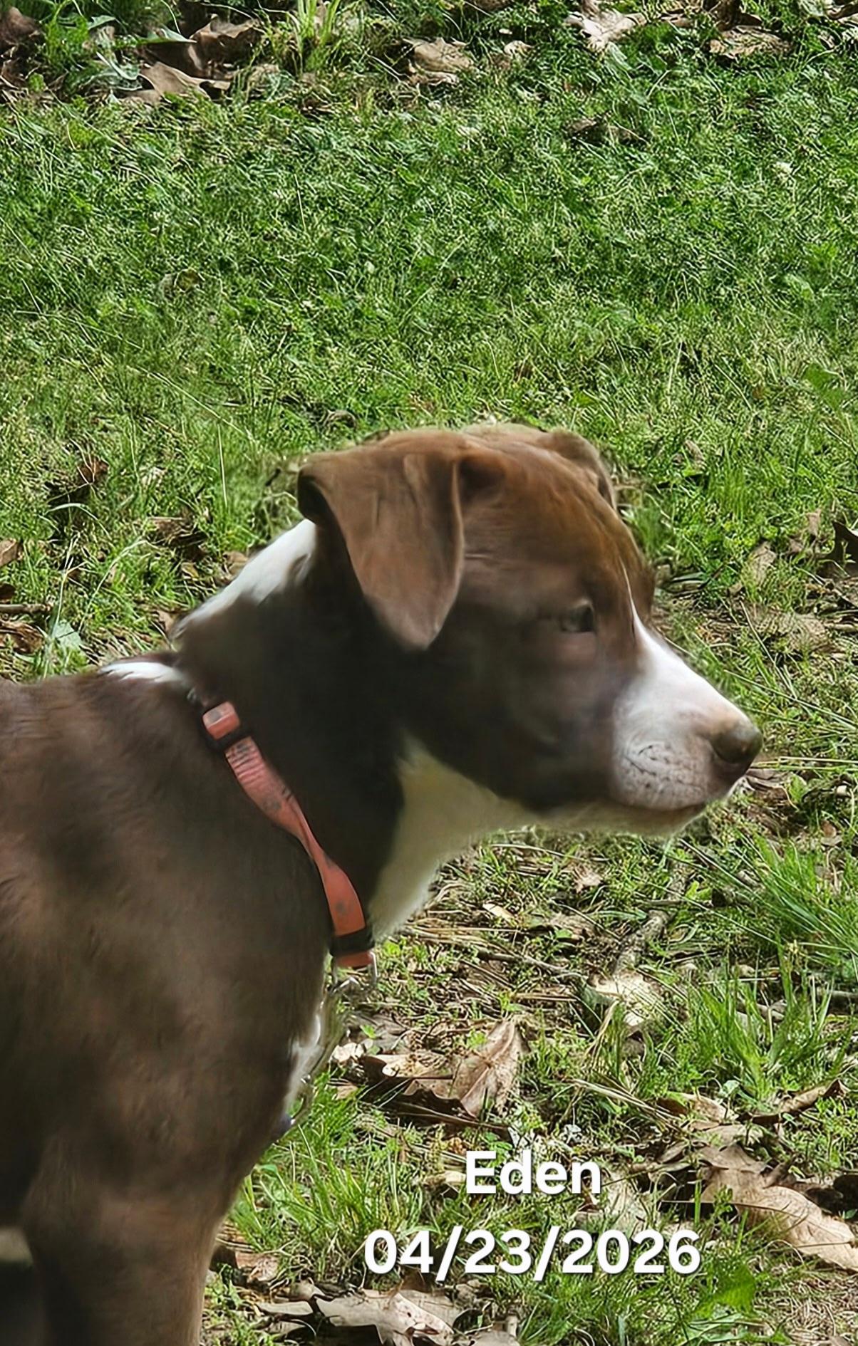 Enlarge Eden , a ADOPTABLE mixed breed in Warren, RI image 5/6