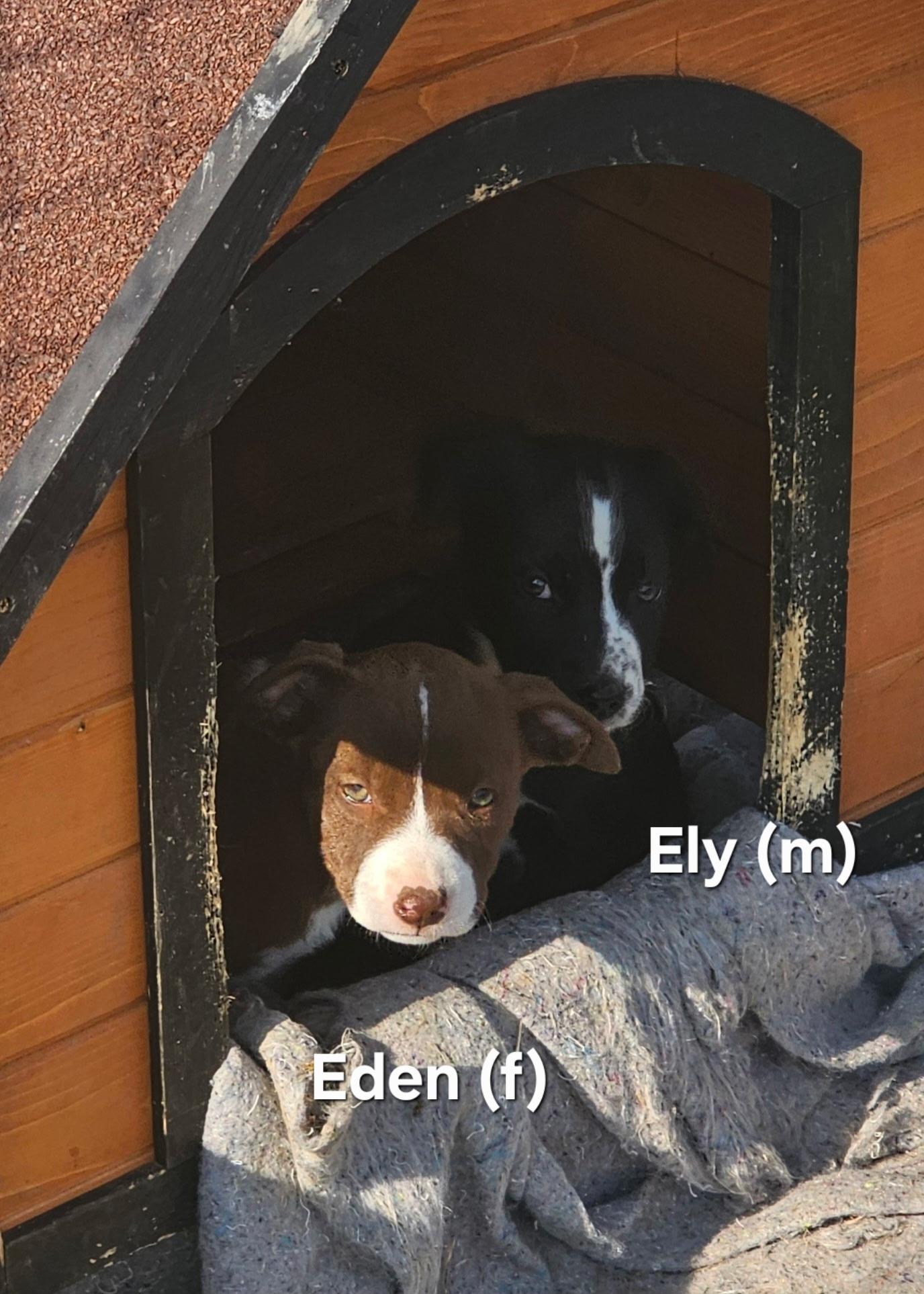 Enlarge Eden , a ADOPTABLE mixed breed in Warren, RI image 5/6