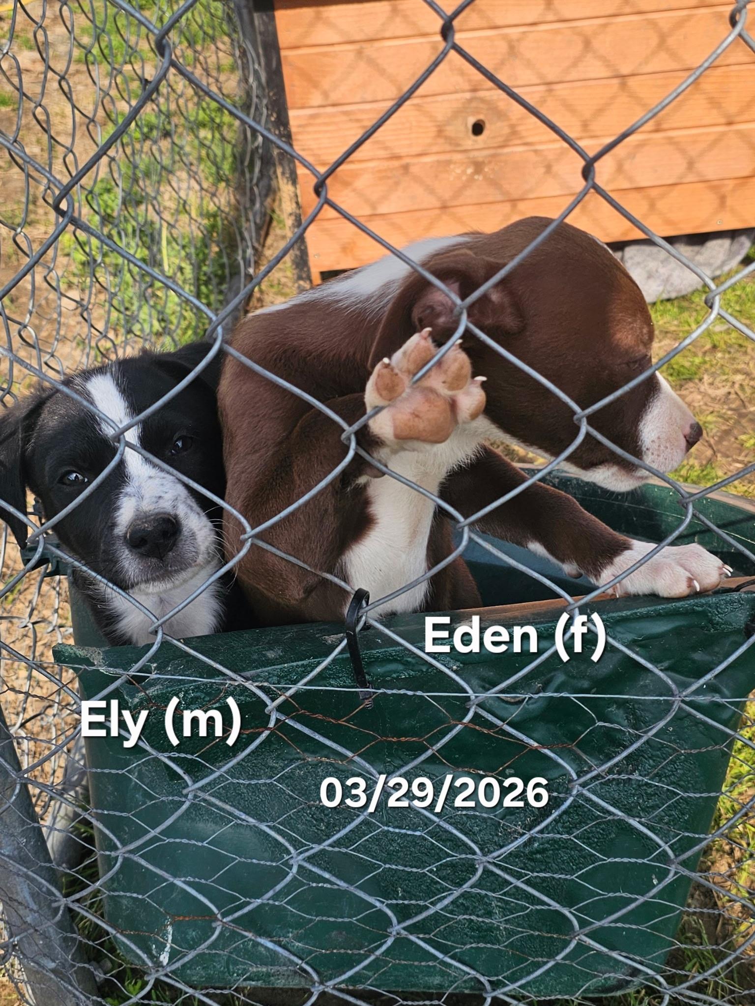 Enlarge Eden , a ADOPTABLE mixed breed in Warren, RI image 2/6