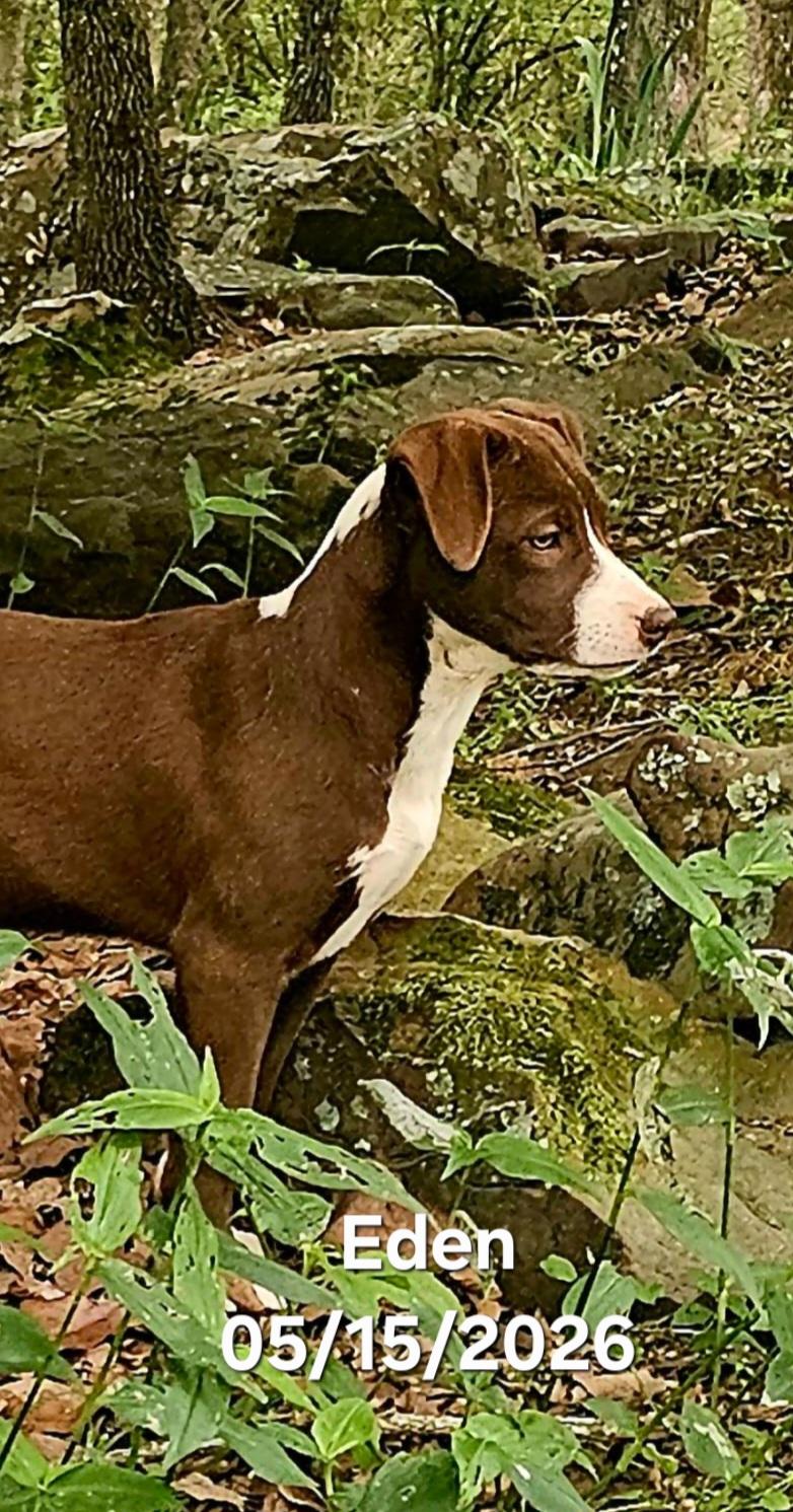 Enlarge Eden , a ADOPTABLE mixed breed in Warren, RI image 4/6