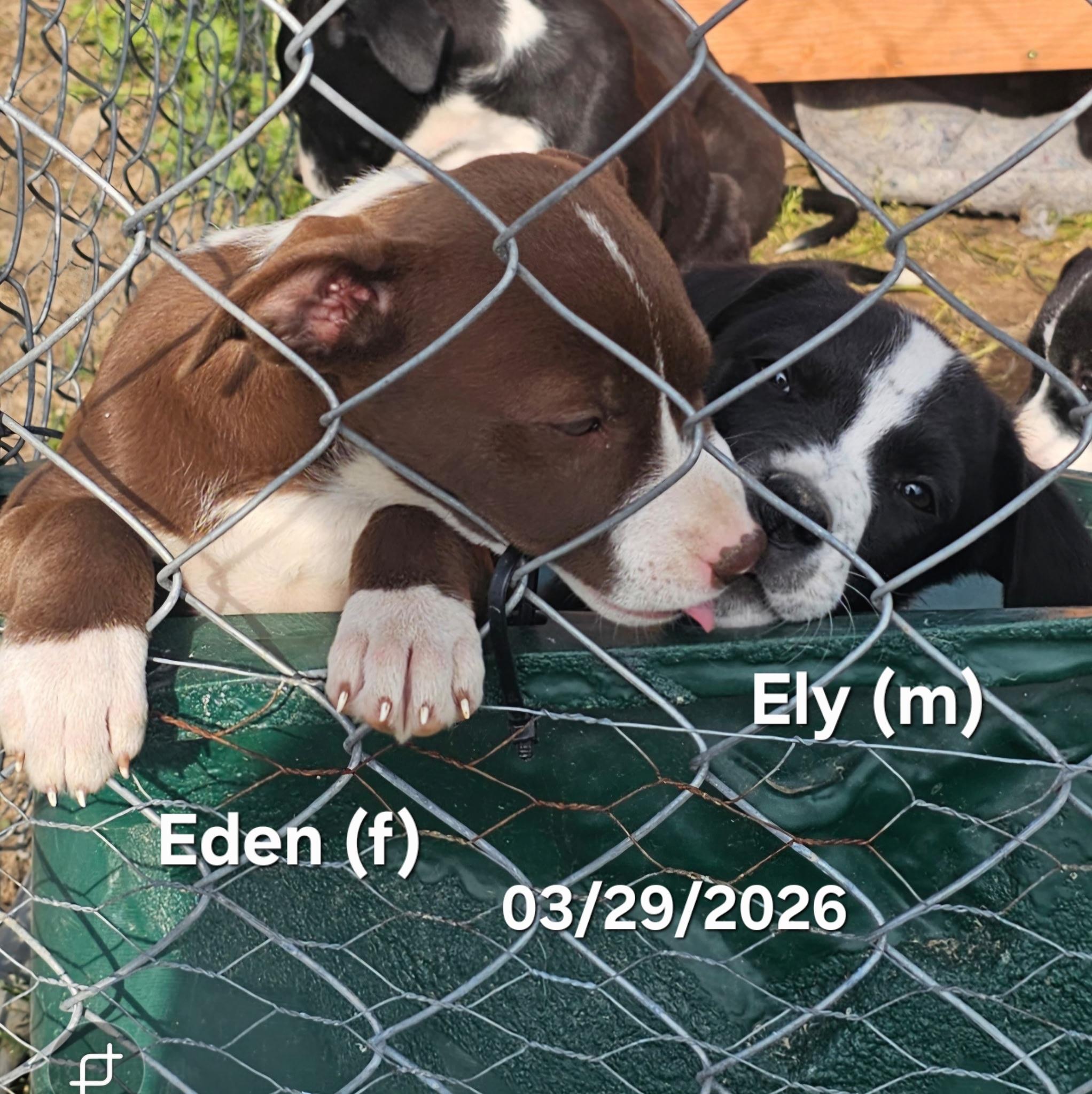 Enlarge Eden , a ADOPTABLE mixed breed in Warren, RI image 6/6