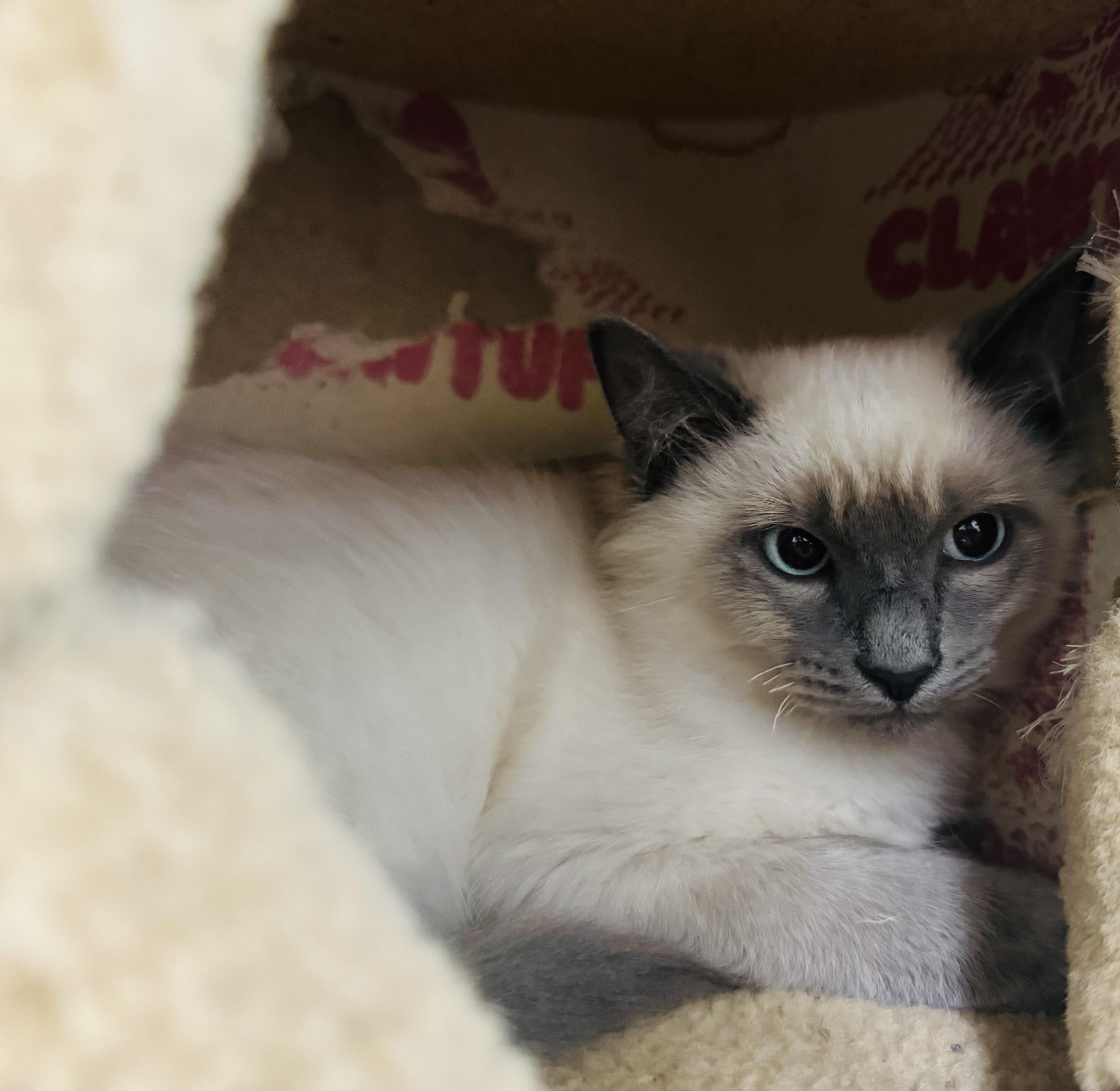 Enlarge Blue, a Adoptable Siamese in Wasilla, AK image 1/3