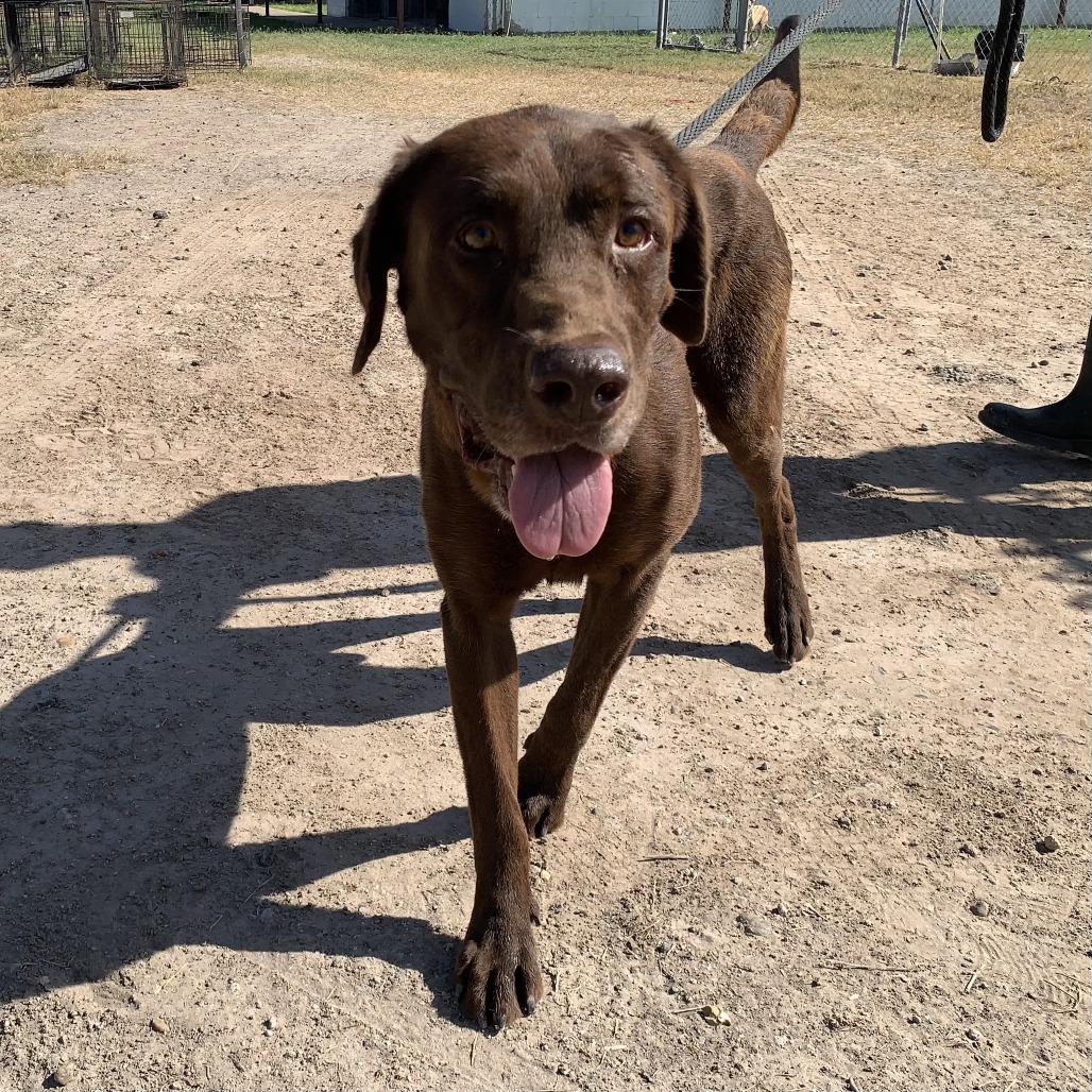 Chocolate, Adoptable, Adult Male Chocolate Labrador Retriever.