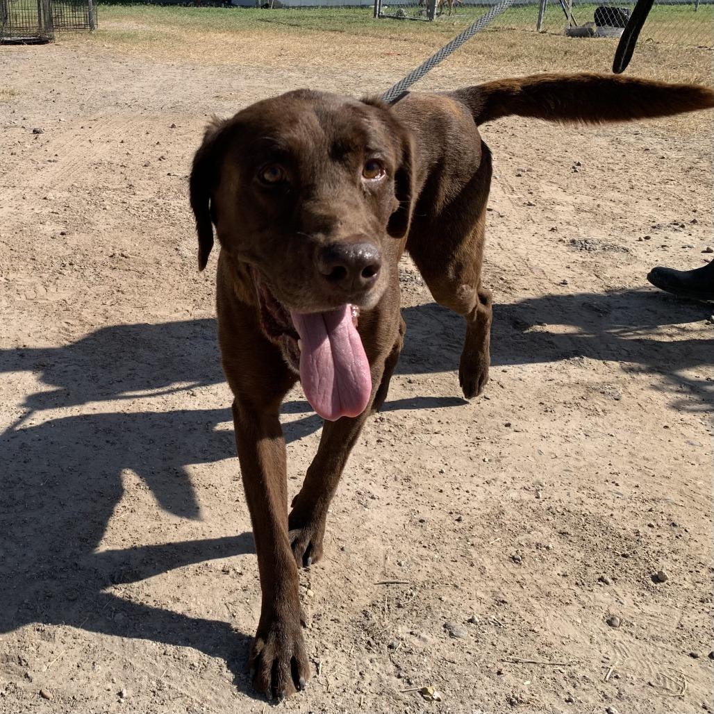 Enlarge Chocolate, a Adoptable Chocolate Labrador Retriever in Edinburg, TX image 2/6