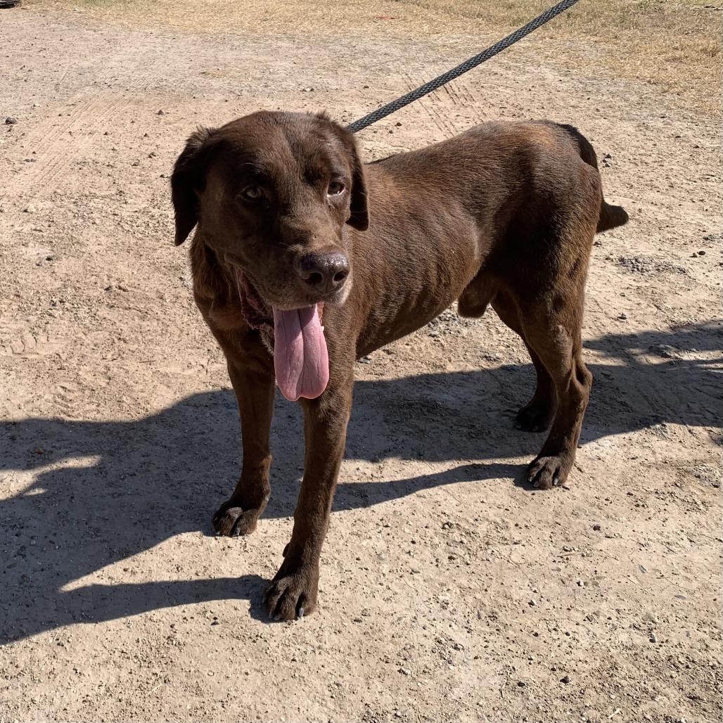 Enlarge Chocolate, a Adoptable Chocolate Labrador Retriever in Edinburg, TX image 3/6