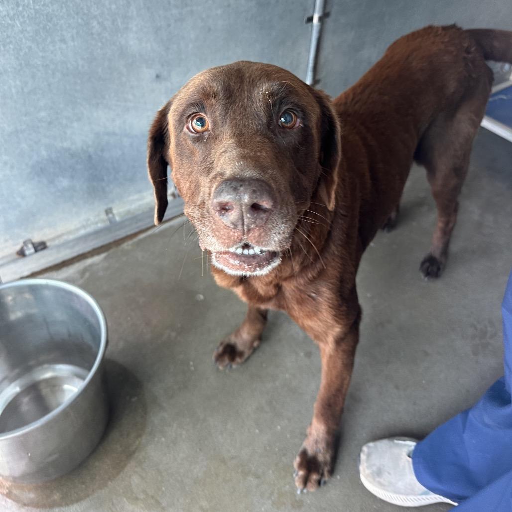 Enlarge Chocolate, a Adoptable Chocolate Labrador Retriever in Edinburg, TX image 4/6