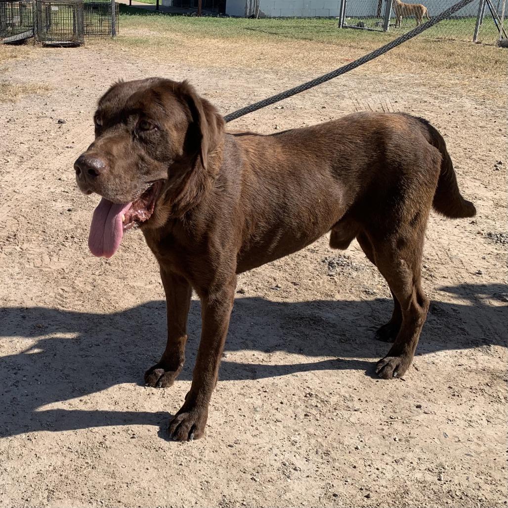 Enlarge Chocolate, a Adoptable Chocolate Labrador Retriever in Edinburg, TX image 5/6