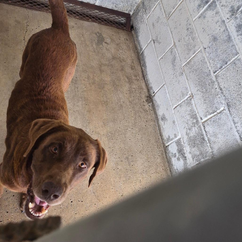 Enlarge Chocolate, a Adoptable Chocolate Labrador Retriever in Edinburg, TX image 6/6
