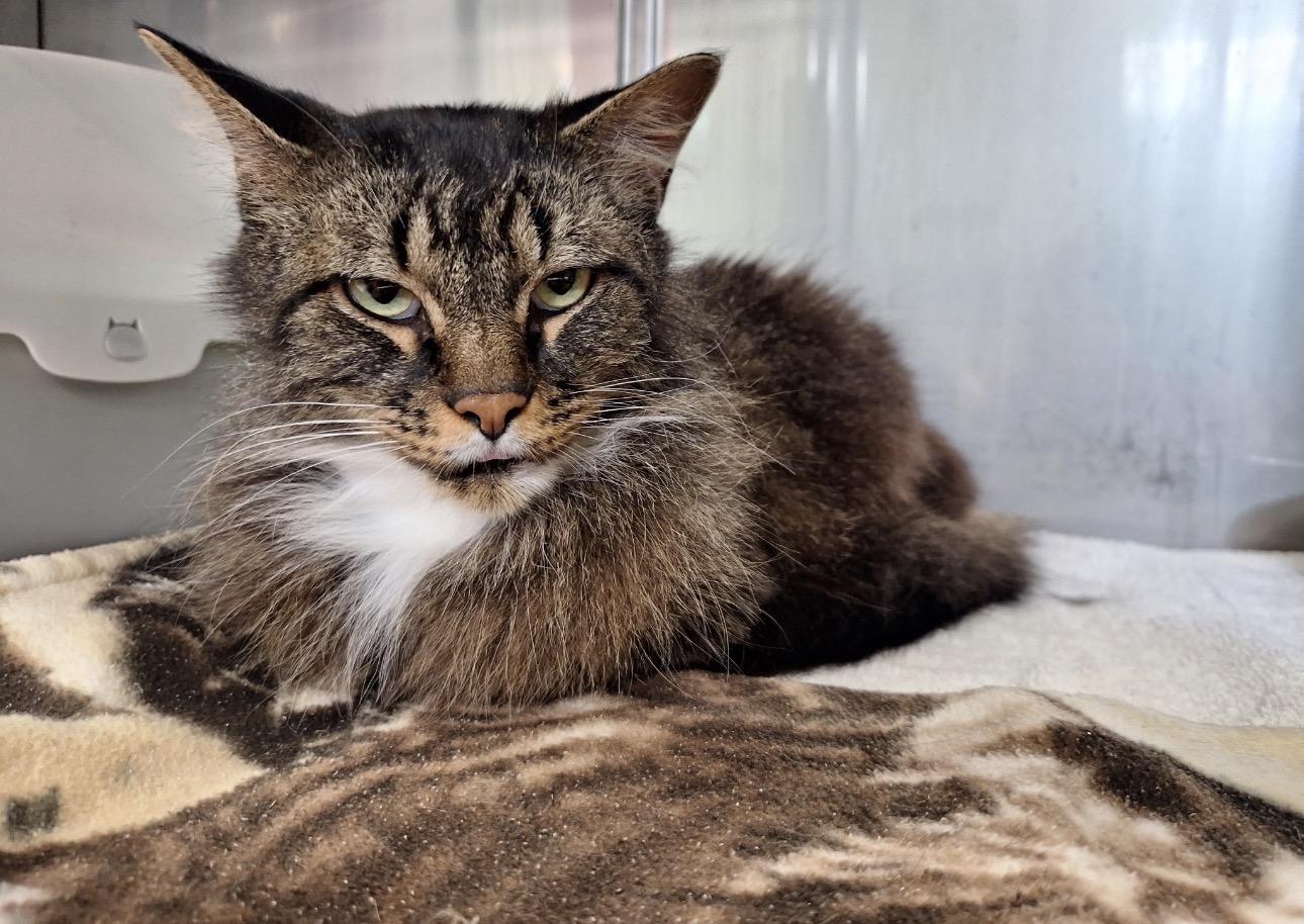 Enlarge Diana, a ADOPTABLE Domestic Long Hair in Boyne City, MI image 1/1