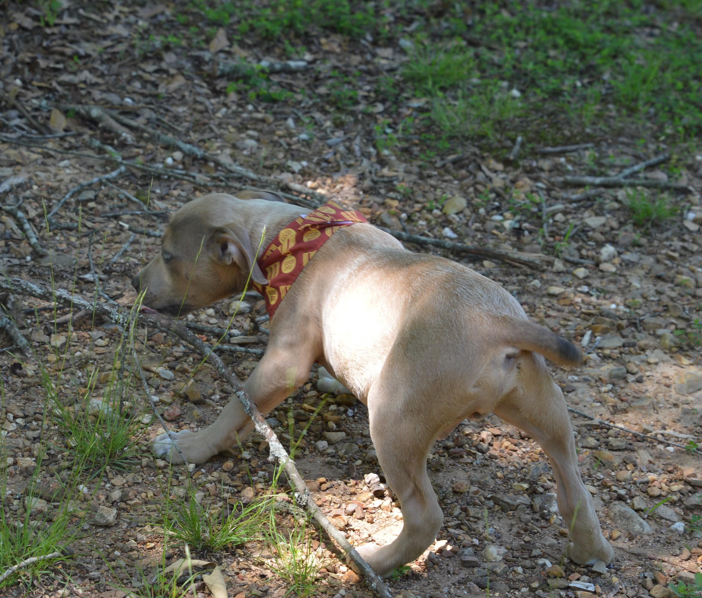 Enlarge Cute Batman, a Adoptable mixed breed in Hot Springs, AR image 4/6