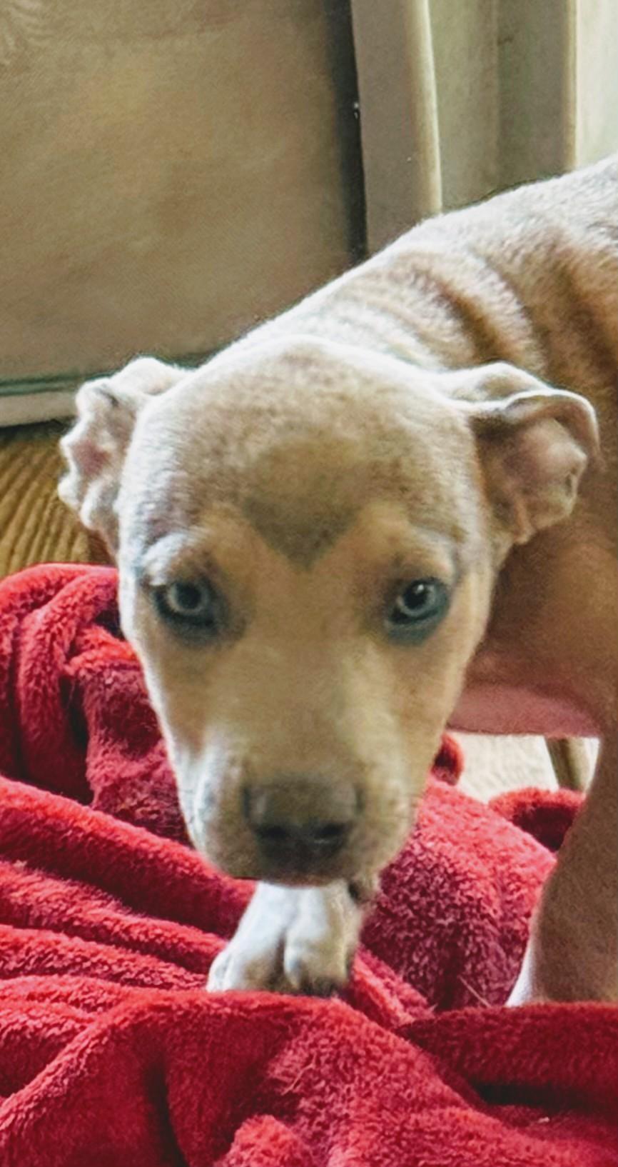 Enlarge Cute Batman, a Adoptable mixed breed in Hot Springs, AR image 2/6
