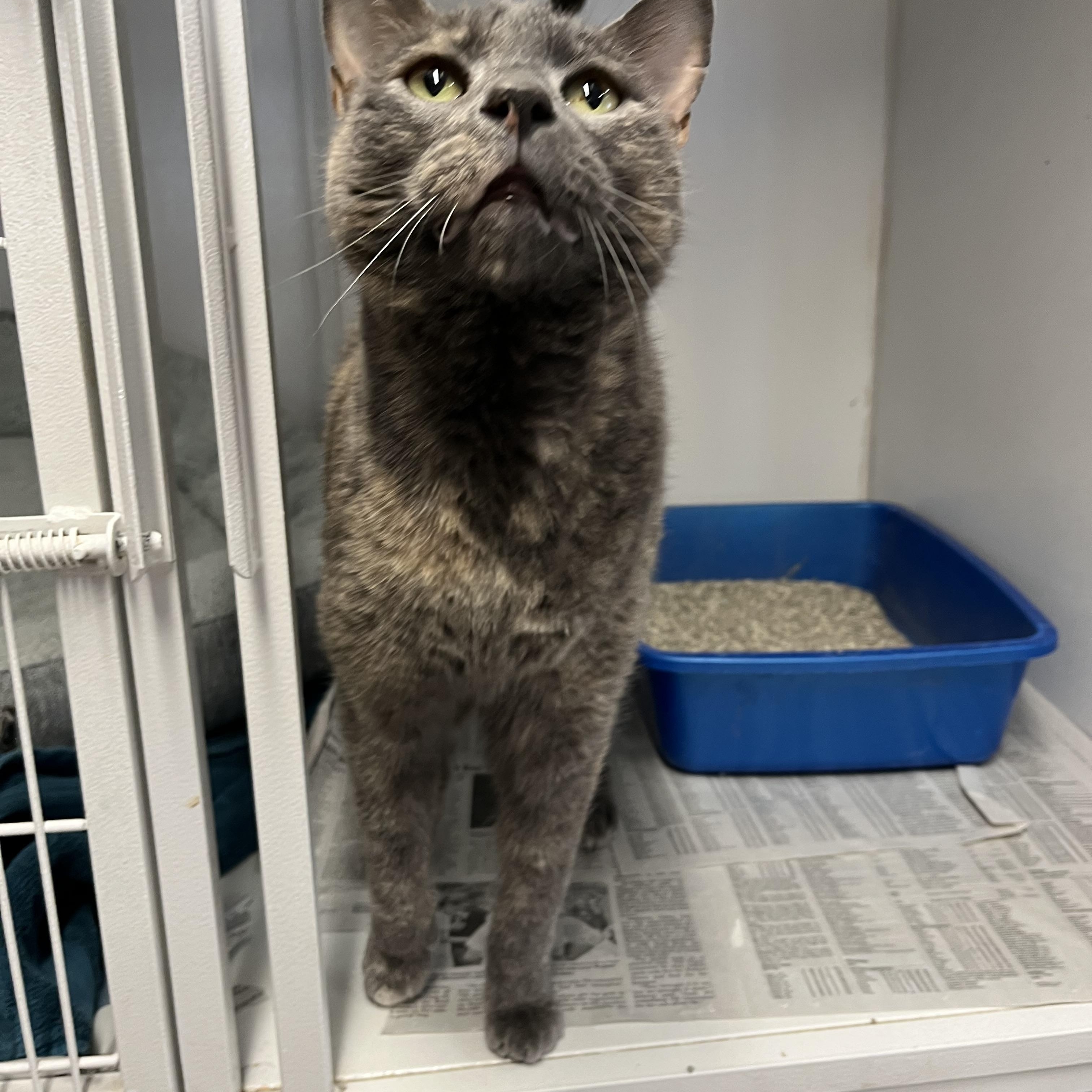 Romanoff, ADOPTABLE, Young Male Tortoiseshell.