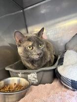 Romanoff, a ADOPTABLE Tortoiseshell in Cibolo, TX image 2/2