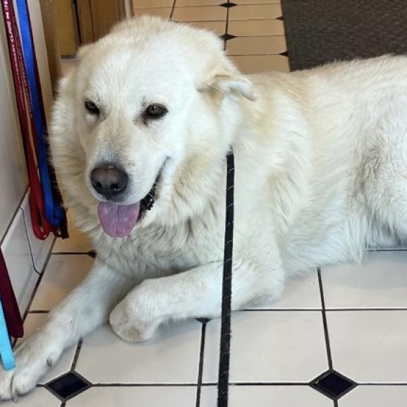 Enlarge Poe, a Adoptable mixed breed in Farmersville, OH image 1/1