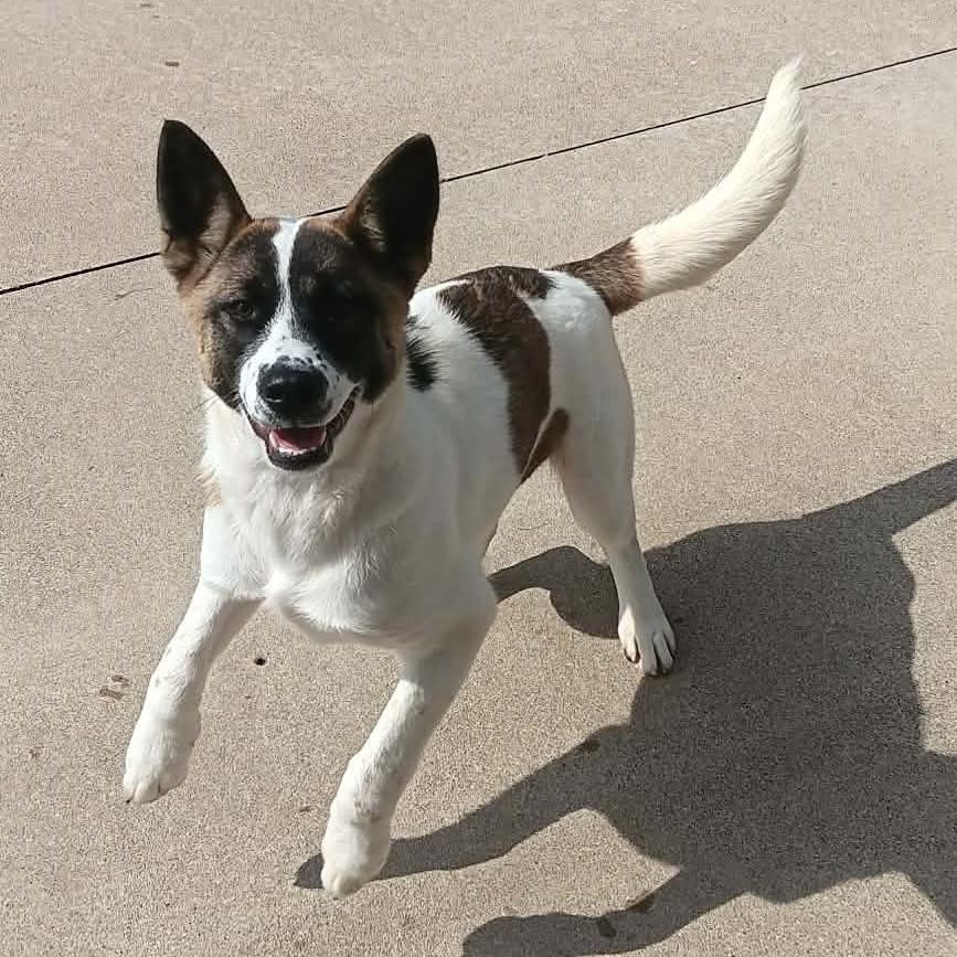 Enlarge JUNI, a Adoptable mixed breed in Carmel, IN image 1/3