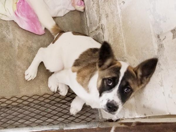 Enlarge JUNI, a Adoptable mixed breed in Carmel, IN image 3/3