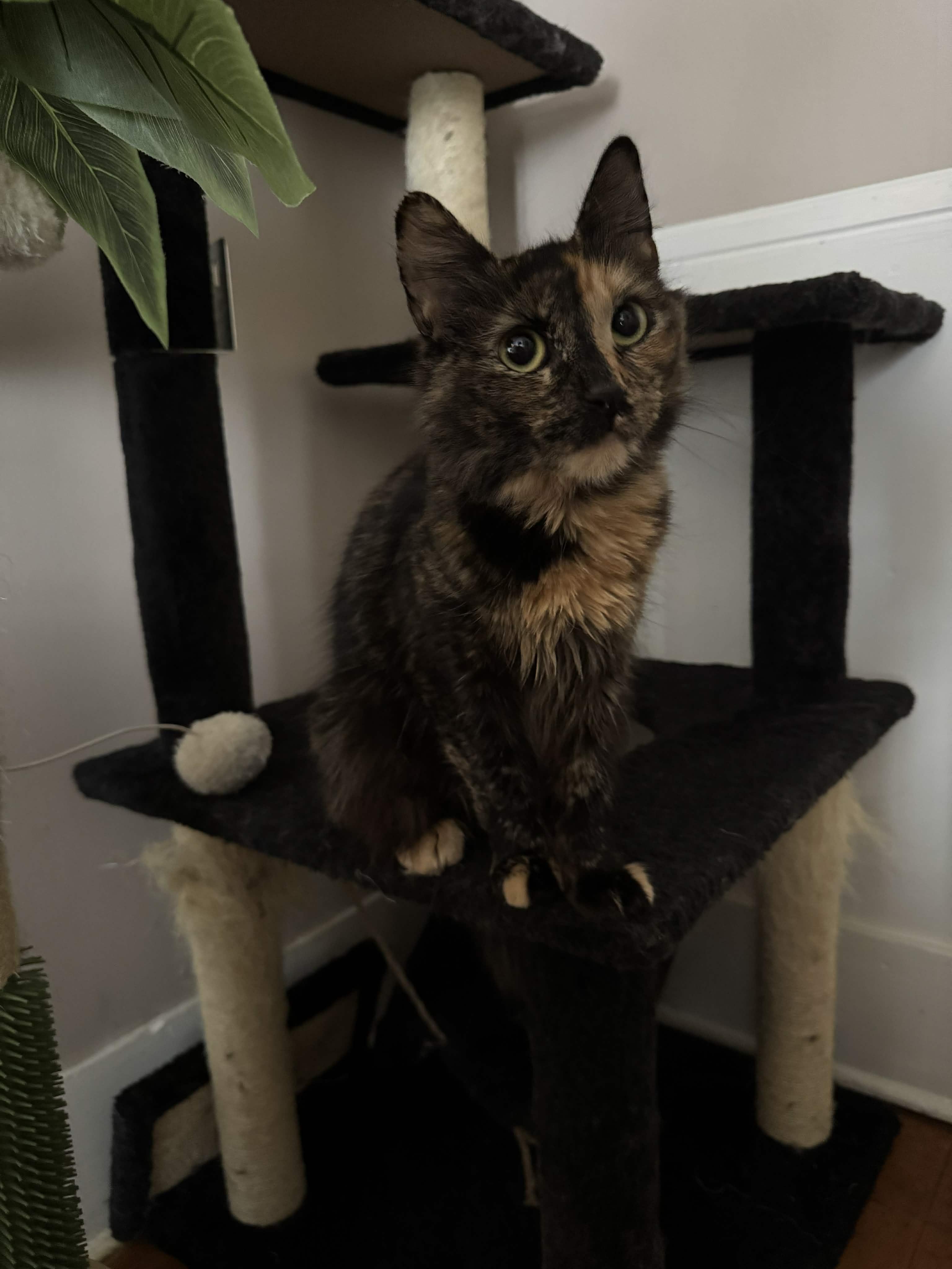 Enlarge Espresso, a ADOPTABLE mixed breed in Chelsea, VT image 2/2