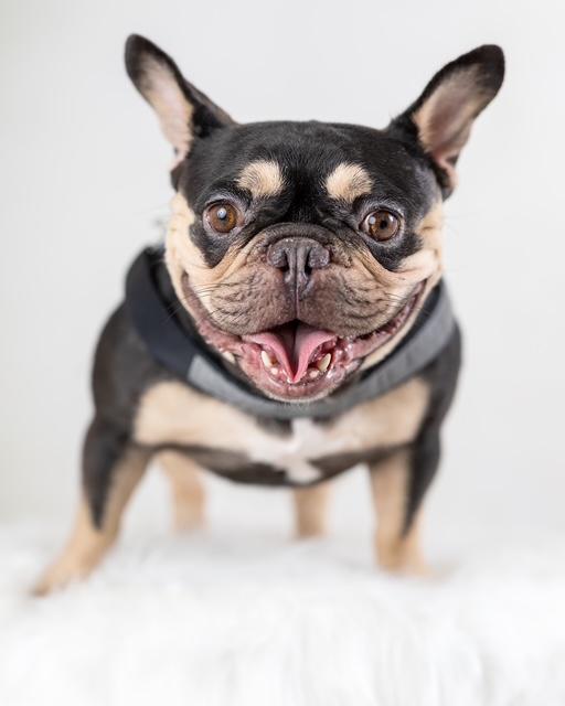 Enlarge Gigi, a Adopted French Bulldog in Floral Park, NY image 3/5