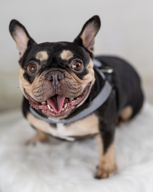 Enlarge Gigi, a Adopted French Bulldog in Floral Park, NY image 2/5