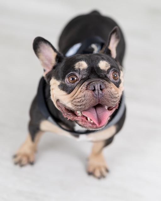 Enlarge Gigi, a Adopted French Bulldog in Floral Park, NY image 4/5