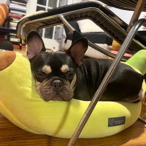 Gigi, Adopted, Adult Female French Bulldog.