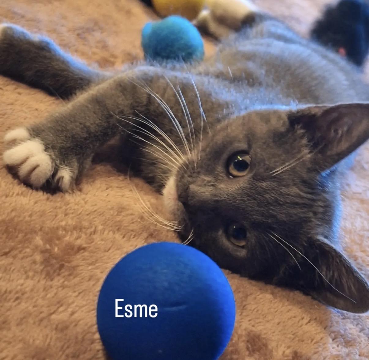 Esme, an adopted Domestic Short Hair in Old Bridge, NJ image 3/3