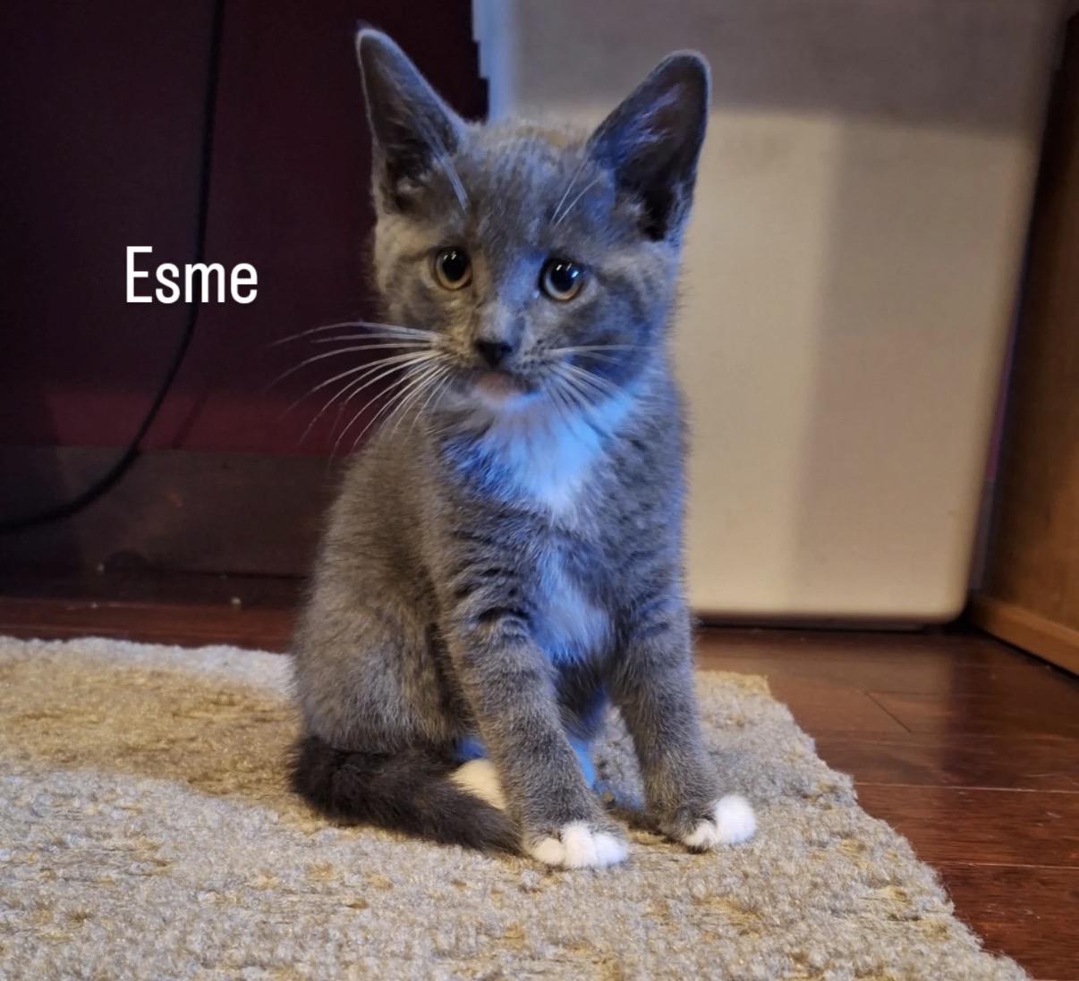 Esme, an adopted Domestic Short Hair in Old Bridge, NJ image 1/3