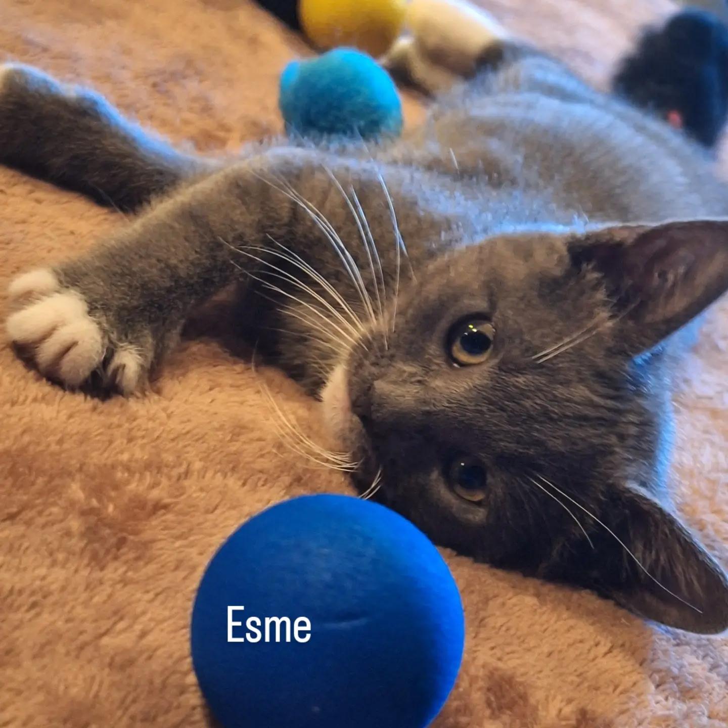 Esme, an adopted Domestic Short Hair in Old Bridge, NJ image 2/3